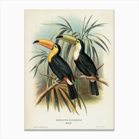 Brazilian Toucans
A classic illustration of two toucans perched on branches, showcasing their vivid beaks and sleek plumage.
Ideal for a living room, study or reading nook, adding an exotic, vintage touch. Canvas Print