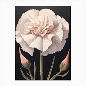 Flower Illustration Carnation Dianthus 4 Canvas Print