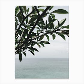 Tree On The Beach 1 Canvas Print