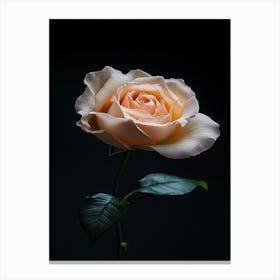 Peach Rose On Black Background 8 Stampe su tela