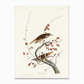 Hermit Thrush, Birds Of America, John James Audubon Canvas Print