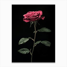 Single Rose On Black Background 19 Canvas Print