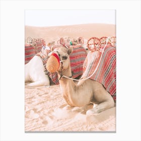 Resting Camel In Desert Canvas Print