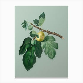 Vintage Fig Botanical Art on Mint Green n.0299 Canvas Print