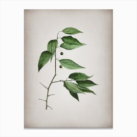 Vintage European Nettle Tree Botanical on Parchment n.0226 Canvas Print