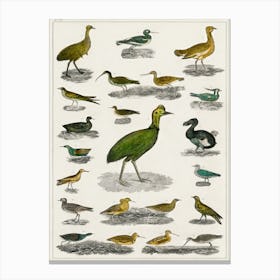 Collection Of Various Birds, Oliver Goldsmith      Canvas Print