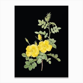 Vintage Yellow Sweetbriar Roses Botanical Illustration on Solid Black n.0153 Canvas Print