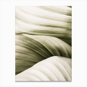 Wavy Leaves Canvas Print