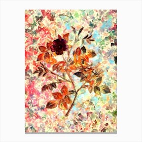 Impressionist Malmedy Rose Botanical Painting in Blush Pink and Gold n.0036 Canvas Print