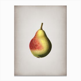 Vintage Pear Botanical on Parchment n.0833 Canvas Print