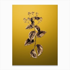 Gold Botanical New Jersey Tea on Mango Yellow n.3582 Canvas Print