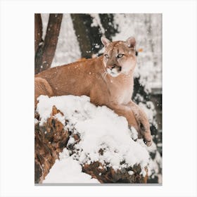 Snowy Mountain Lion Canvas Print
