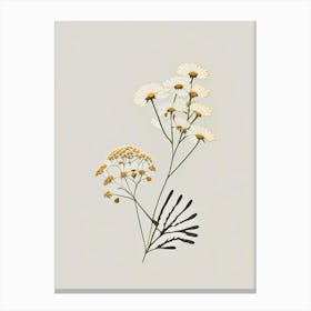 Feverfew Spices And Herbs Retro Minimal 3 Canvas Print