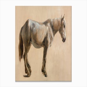 Study Of A Grey Horse (Ca Leinwandbild