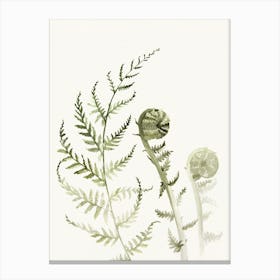 'Young Fern I' No 543 by Aga Szafranska Canvas Print