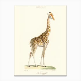 Giraffe Canvas Print