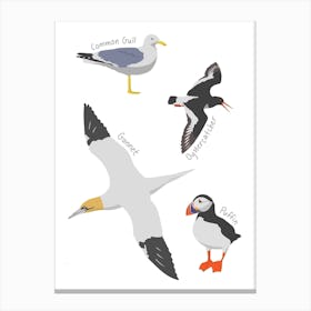 Sea Birds Canvas Print