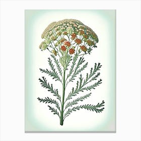 Yarrow Floral 1 Botanical Vintage Poster Flower Canvas Print