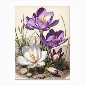 Crocus Print  Canvas Print