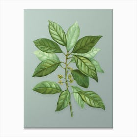 Vintage Redbay Botanical Art on Mint Green n.0939 Canvas Print