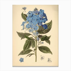 Farmhouse Blue Flowers Canvas Print