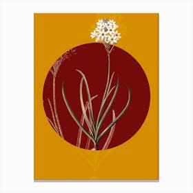 Vintage Botanical Arabian Starflower on Circle Red on Yellow n.0275 Canvas Print