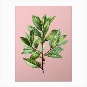 Vintage Bay Laurel Botanical on Soft Pink n.0350 Canvas Print