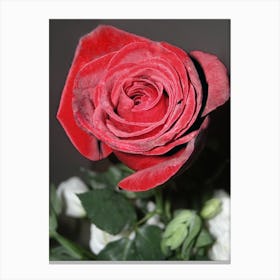 Red Rose And A Green Stem Against A Black And White Background Canvas Print