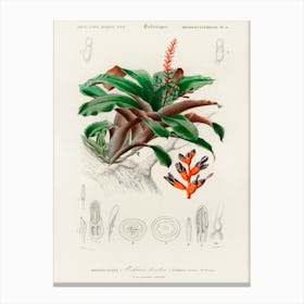 Bromeliad (Aechmea Discolor), Charles Dessalines D'Orbigny Canvas Print