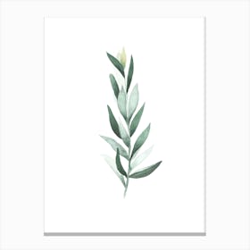 Eucalyptus II Canvas Print