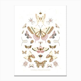 Butterflies & Moths Canvas Print