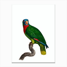 Vintage Red Necked Amazon Parrot Bird Illustration on Pure White Canvas Print