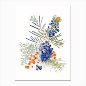 Juniper Berry Spices And Herbs Pencil Illustration 1 Canvas Print