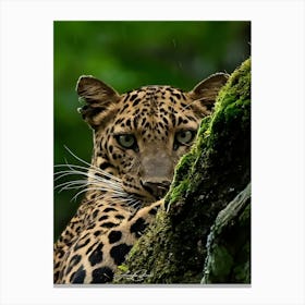 Leopard In The Forest Canvas Print