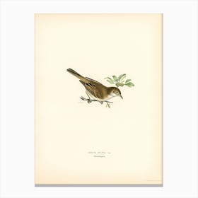 Common Whitethroat (Sylvia Communis), The Von Wright Brothers Canvas Print