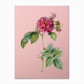 Vintage Pink Francfort Rose Botanical on Soft Pink n.0185 Canvas Print