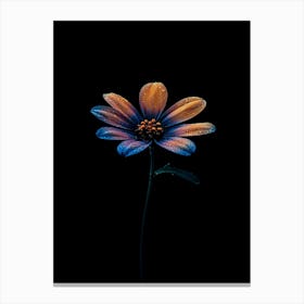 Daffodil Canvas Print