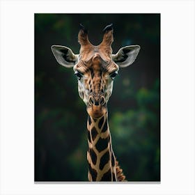 Giraffe 6 Canvas Print