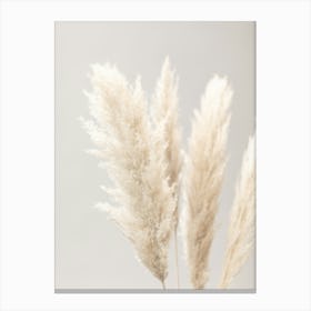 Pampas Grass_2064616 Canvas Print