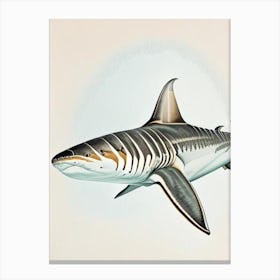 Tiger Shark Vintage Canvas Print