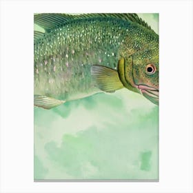 Goliath Grouper Storybook Watercolour Canvas Print