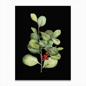 Vintage Lingonberry Evergreen Shrub Botanical Illustration on Solid Black n.0401 Canvas Print