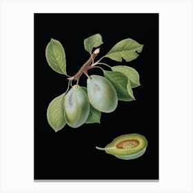 Vintage Plum Botanical Illustration on Solid Black n.0965 Canvas Print
