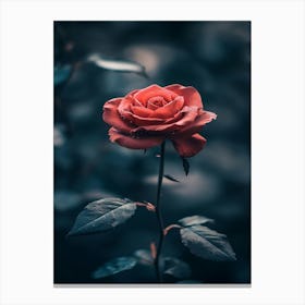 Rose In The Dark 14 Canvas Print