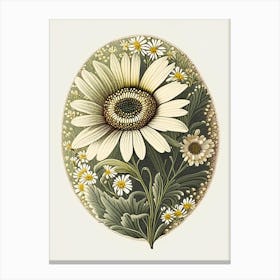 Daisy Wildflower Vintage Botanical 1 Canvas Print