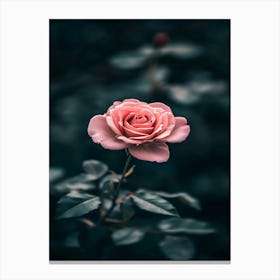 Pink Rose 41 Canvas Print