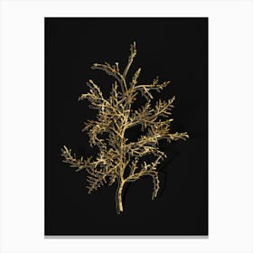 Vintage Sictus Tree Botanical in Gold on Black n.0509 Canvas Print