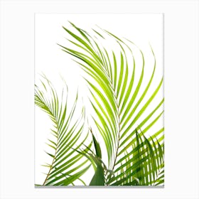 Palm Fronds In Canvas Print