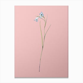 Vintage Blue Pipe Botanical on Soft Pink n.0119 Canvas Print