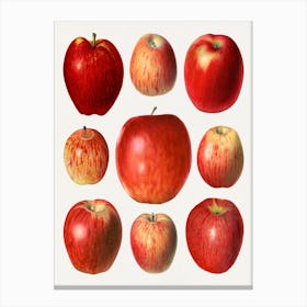 Red Apples Canvas Print